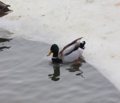 2015 02 07 RedWing 010